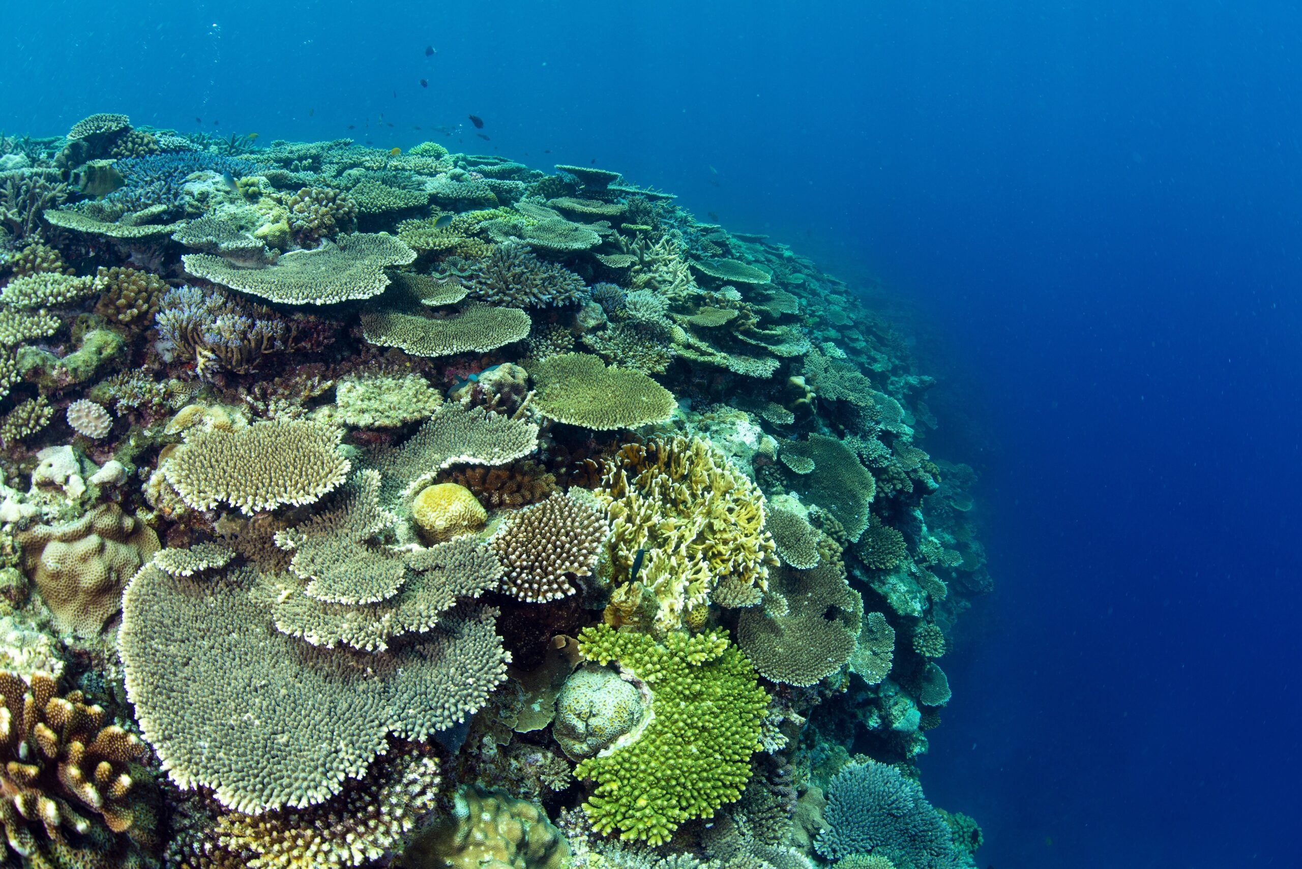 サンゴ礁保護プログラム